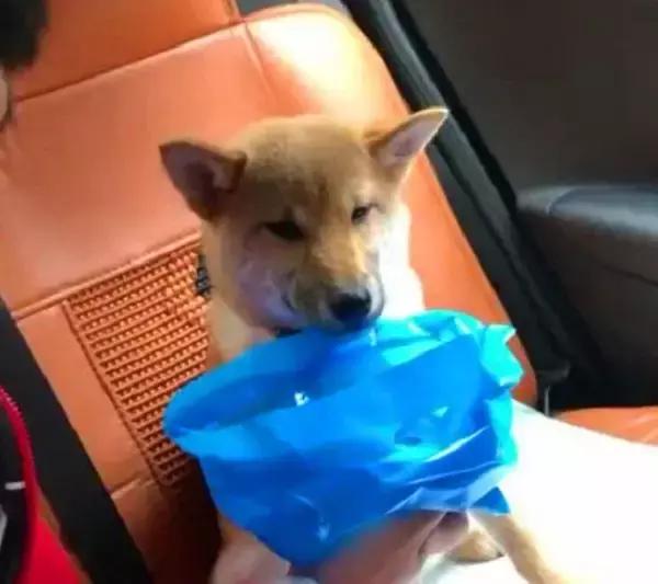 狗狗和主人一起晕车,狗狗跟铲屎官一起摇头
