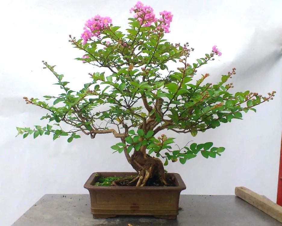 浜鸿秺鑰佽秺娌ф,鍥涘崄骞寸传钖囨爲