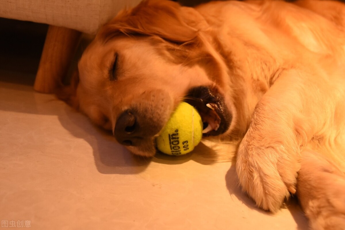 狗狗打呼噜是肾虚吗,狗狗生病了睡觉打呼噜怎么办
