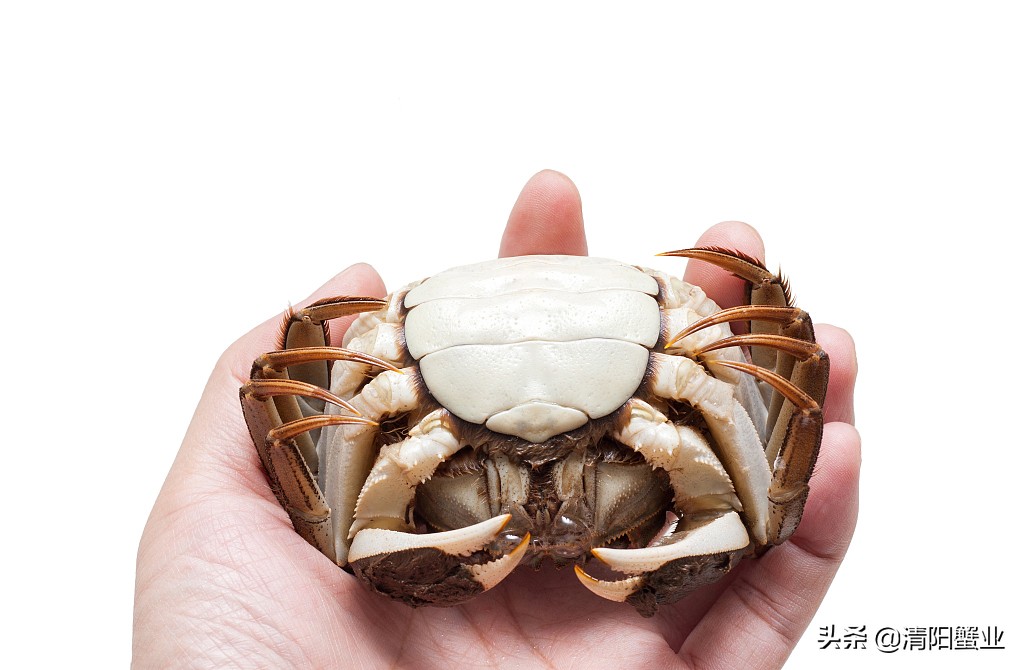 是公蟹的蟹膏多还是母蟹的蟹膏多,蟹膏是公蟹还是母蟹科普