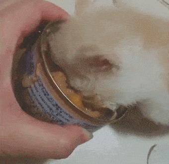 最便宜又最健康的猫咪零食,推荐给猫咪买的零食科普