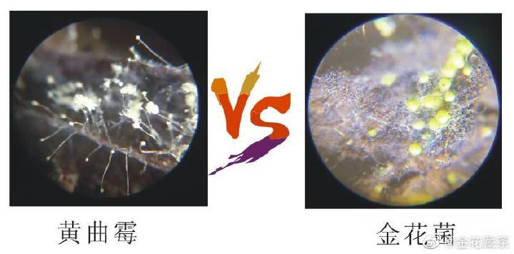 黑茶黄曲霉素的比例,黑茶中有黄曲霉毒素吗