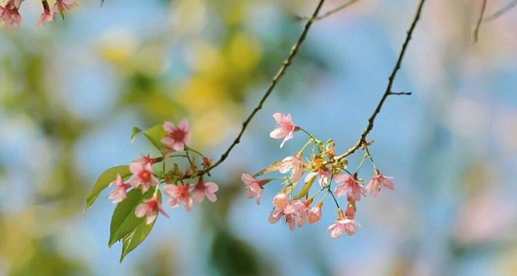 换季眼痒难耐，咸阳彩虹医院眼科医生教你如何应对过敏性结膜炎
