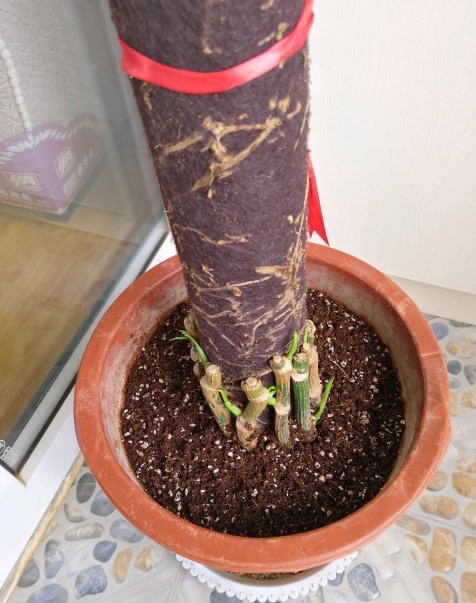 绿萝根部冻伤了怎么补救,绿萝冻伤叶子全部剪掉