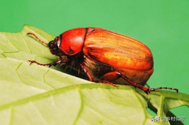 2龄蚕不吃桑叶怎么办,蚕不动不吃桑叶不蜕皮也不结茧
