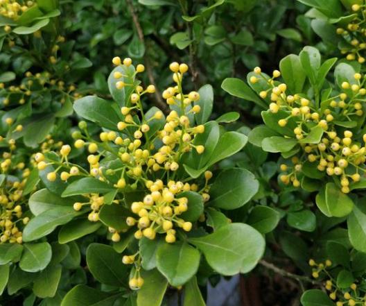 四季开花浓香室内好养的米兰花,米兰花用什么方法繁殖开花最好