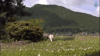 吸猫最高境界图片,吸猫最高境界完整视频