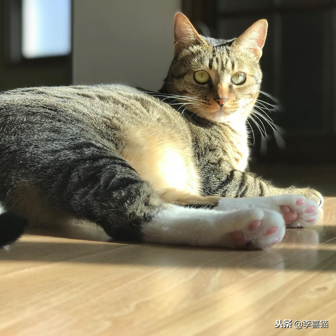 猫咪怀孕铲屎官要怎么办,猫咪怀孕生娃吃什么