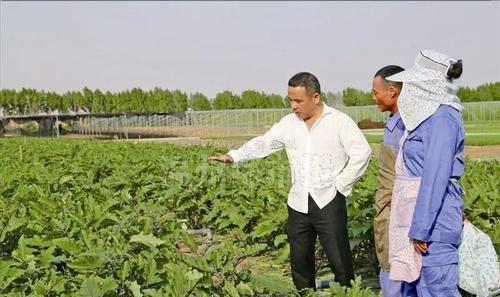 你不知道的冷知识迪拜,迪拜十大冷知识