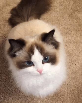 布偶猫身长四十厘米体重九斤,超级可爱的布偶猫有两万斤