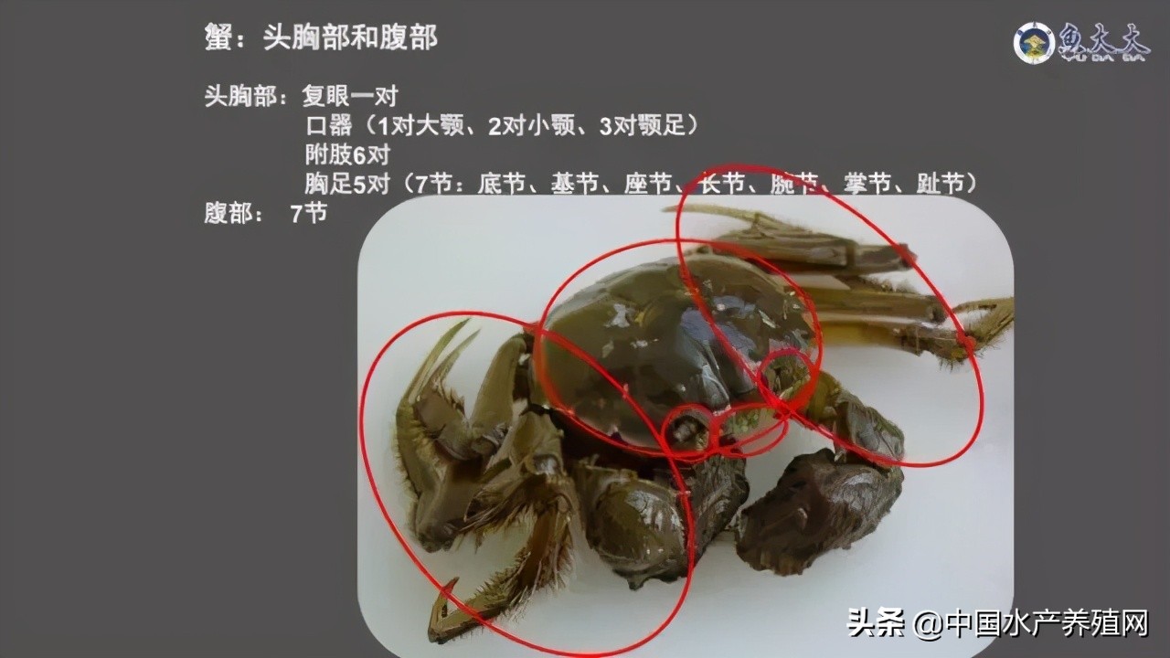 鱼病快速诊断与防病技术,鱼虾蟹病防治方法