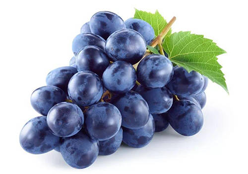 小狗拉尿出血怎么办啊,狗生完小狗一个多月尿血怎么办