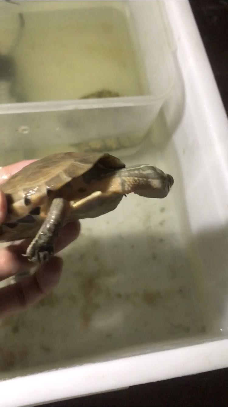 深水养龟溺水症状,乌龟溺水急救案例养龟必看