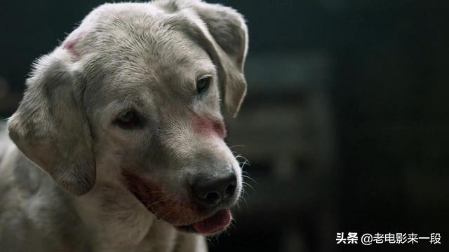 没看过这部电影的还是别看了，已经一天没吃饭了