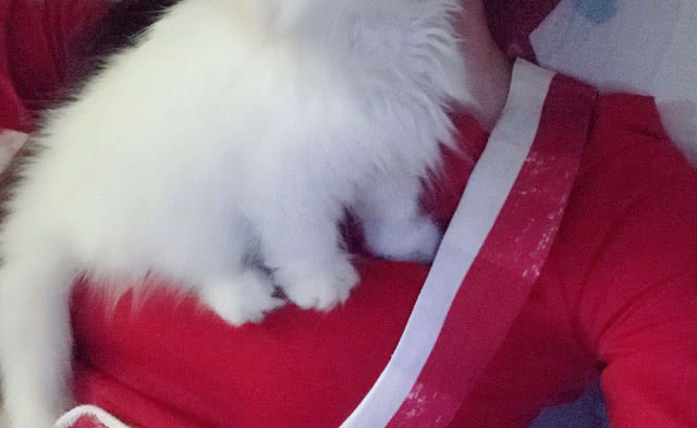 猫咪为什么喜欢在身上踩来踩去,猫咪咬衣服踩来踩去