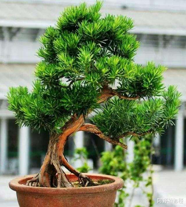 如何选择家中花卉植物盆栽,家庭常见的盆栽花卉的养护与管理