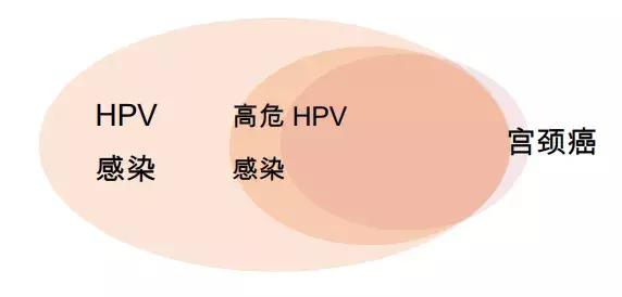 hpv病毒的克星中药,hpv病毒的示意图