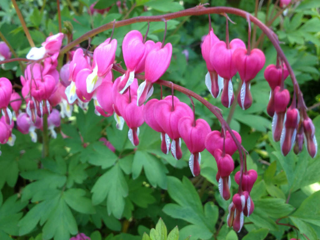 绿山墙的安妮书中的戴安娜,绿山墙的安妮和戴安娜结局