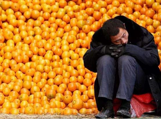 几十万斤鲜橙“烂在手里”，大爷却只能干着急，落下无助泪水