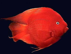 财神鱼怎么养才能养出大鳍大尾,财神鱼可以和什么鱼混养