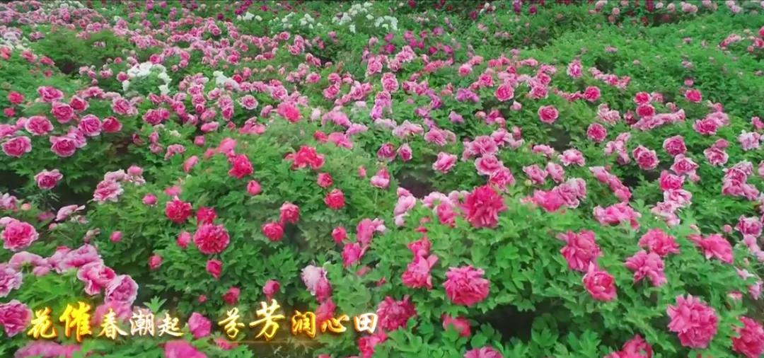 古县千年牡丹,古县牡丹的视频