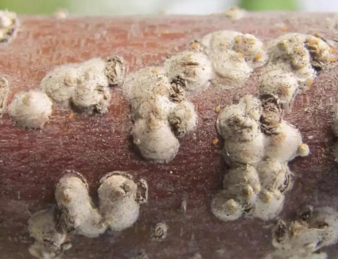 桃树虫害图谱,桃树虫害的图片及防治方法