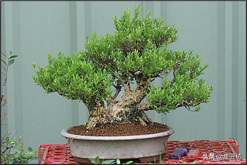 雀舌黄杨冬季掉叶,雀舌黄杨老叶枯萎掉落