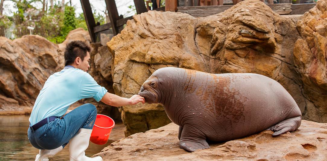 珠海长隆海洋王国游玩省钱攻略,珠海长隆海洋王国游玩攻略时间表