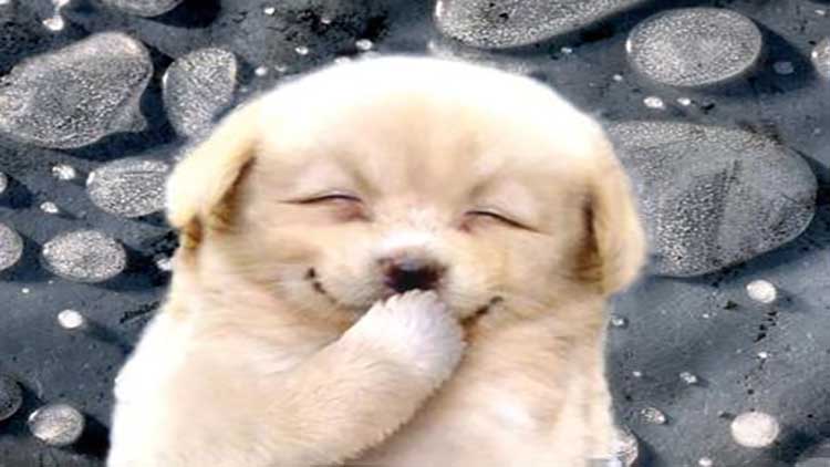 怎么教出温顺的狗狗,狗狗不听话怎么教