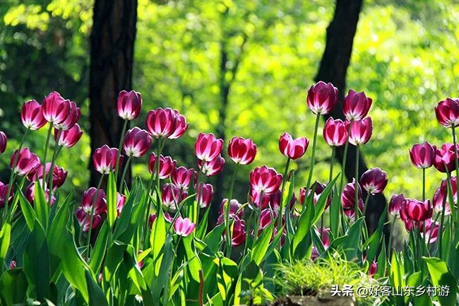 济南春季赏花自驾,济南踏青赏花新模式