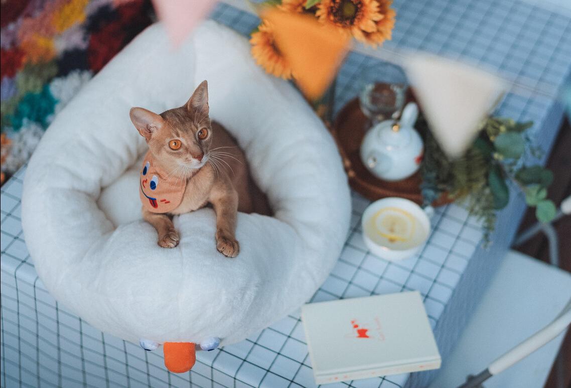 养猫小知识：必备物品清单