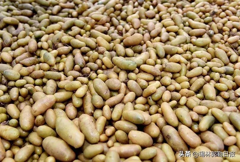 锡盟土豆,锡盟土豆一斤多少钱