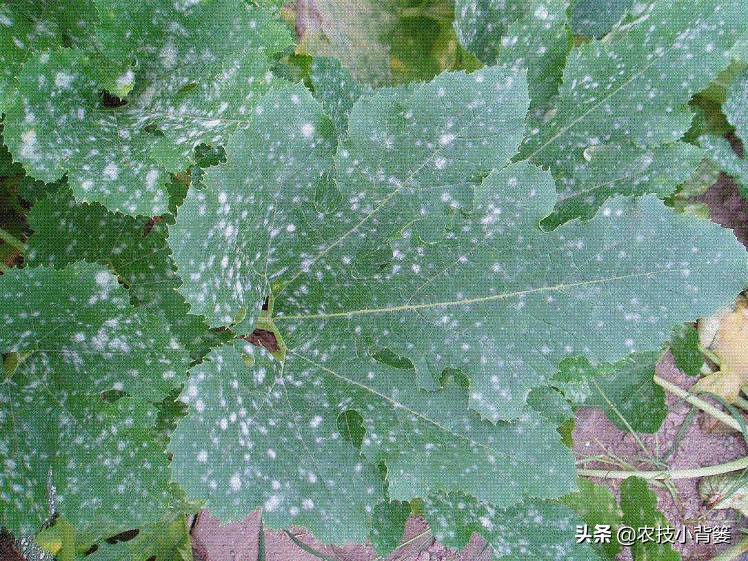 症状相似的*粉白**病和霜霉病常发生、易混淆,如何辨别?如何防治?