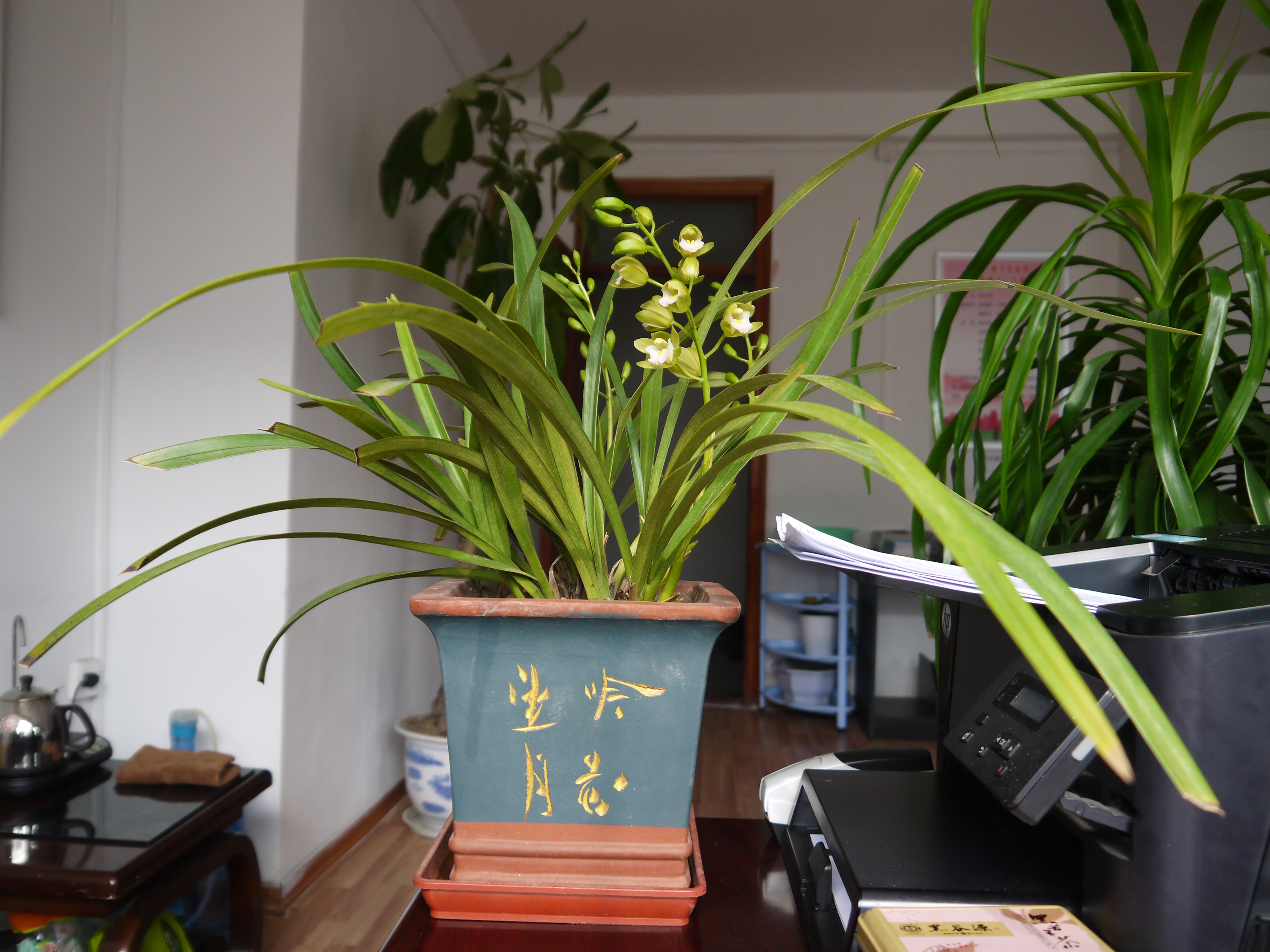 兰花冒尖是要开花了吗,兰花出花苞后黑尖怎么办