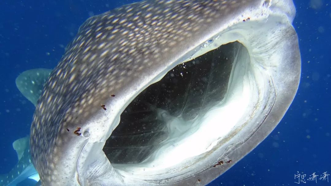 拍照用点对焦还是自动区域对焦,对焦的奥秘视频拍摄中的对焦技巧