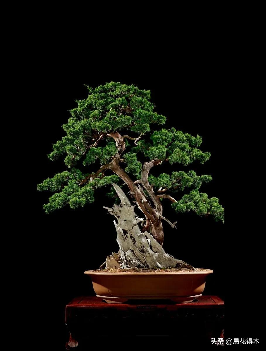 舍利干柏盆景造型,舍利干盆景怎么样