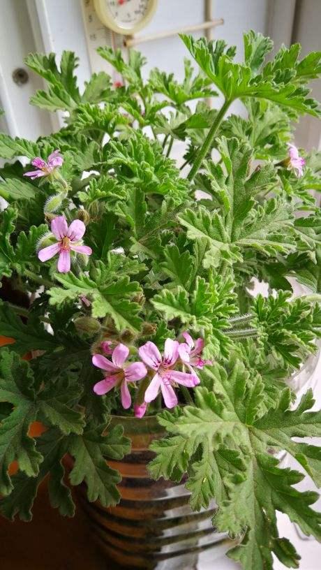 驱蚊抗寒最强的花卉,驱蚊最厉害的花盆栽