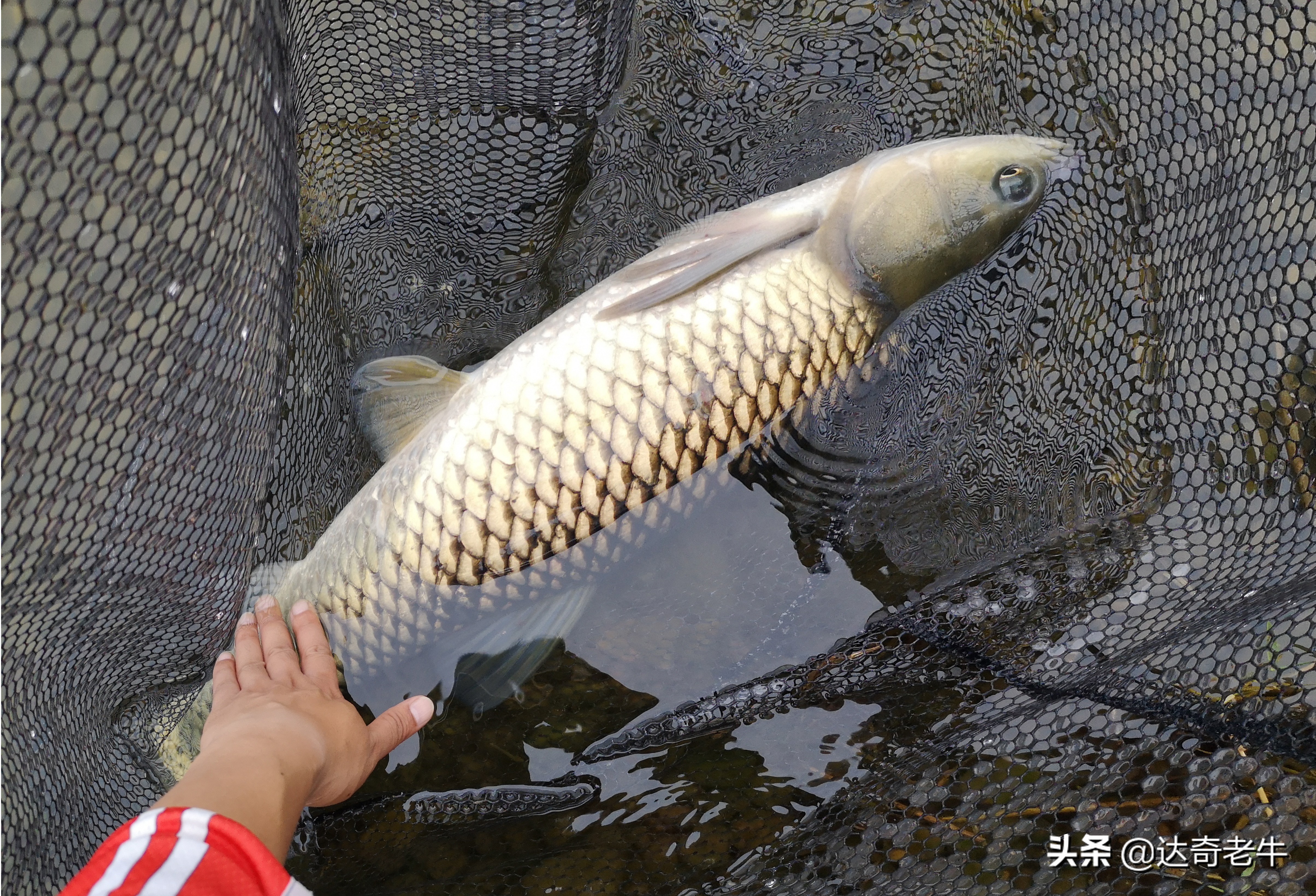 野钓避免闹小鱼饵料配方,野钓小鱼闹窝用粉饵