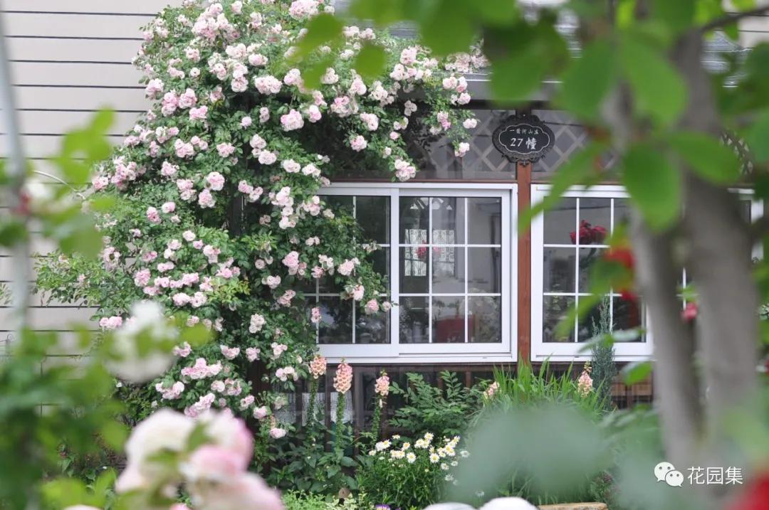 小花园最新改造,改造一个小花园真的太不容易了