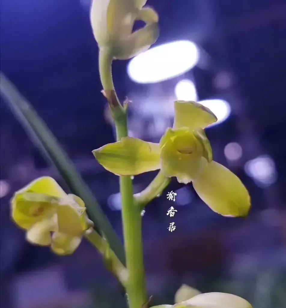 最贵的蕙兰多少钱一只,蕙兰最贵的多少钱一棵