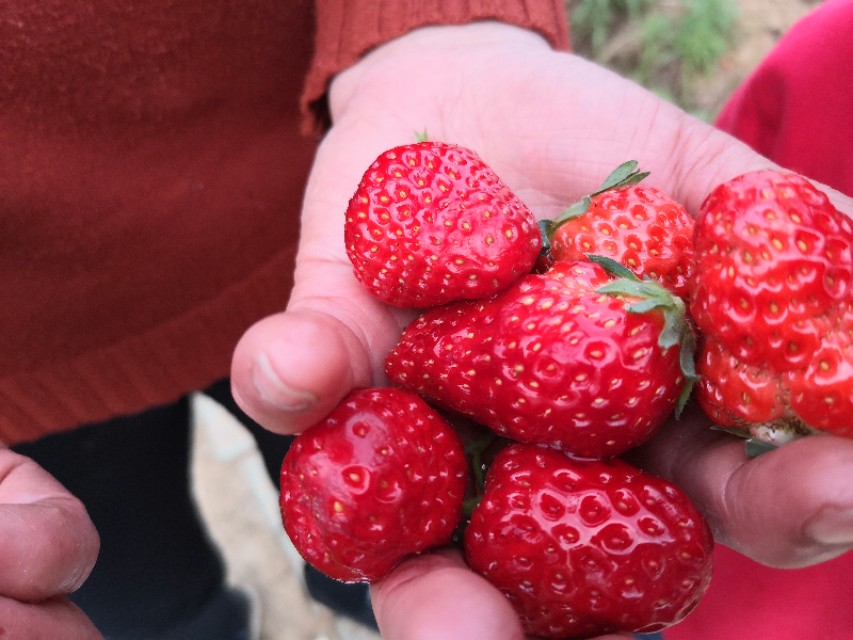 长沙附近摘草莓的地方在哪里,长沙开福区周边摘草莓的地方