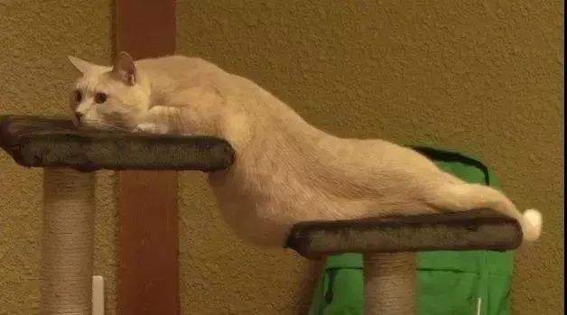 猫是一种液体吗看完长知识了,猫是液体猫咪吗