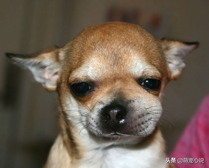 被蜜蜂蜇的狗狗猫咪,猫和狗狗被蜜蜂蛰的瞬间