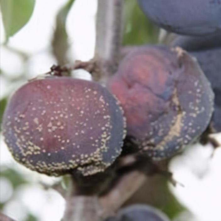 李子白粉病和灰霉病区别,李子出现褐腐病怎么办