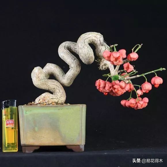 真果盆栽,结红色小果实的盆栽