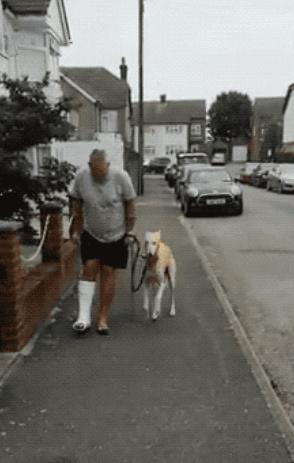 狗狗三个小技巧,狗跛行怎么办