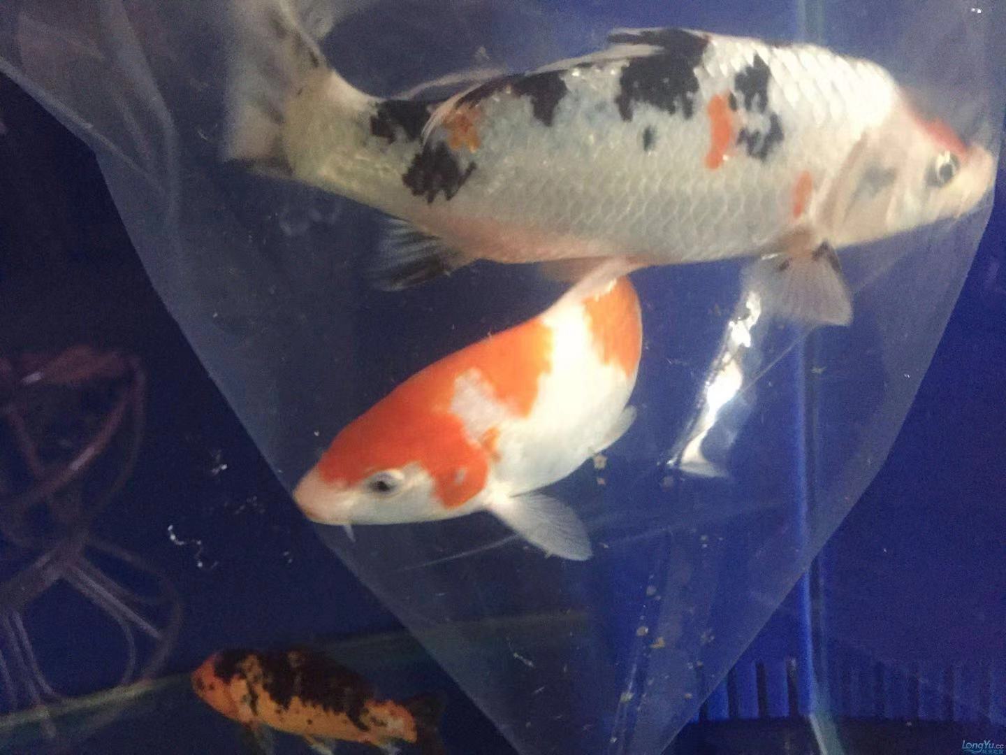 渔友张哥小视频,新鱼缸养锦鲤鱼正确的方法和技巧