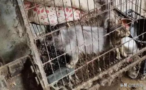 繁殖犬被割去声带,繁殖犬子宫脱落被丢弃