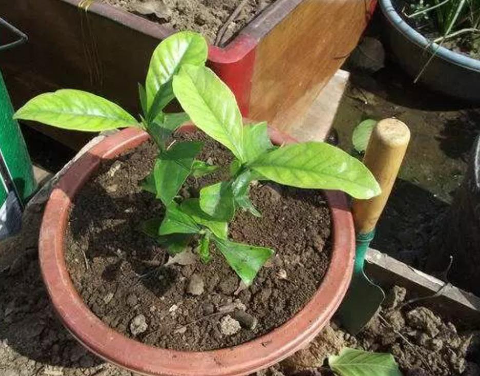 养花怎么避免土壤碱化板结,养花土壤板结掉叶子怎么处理