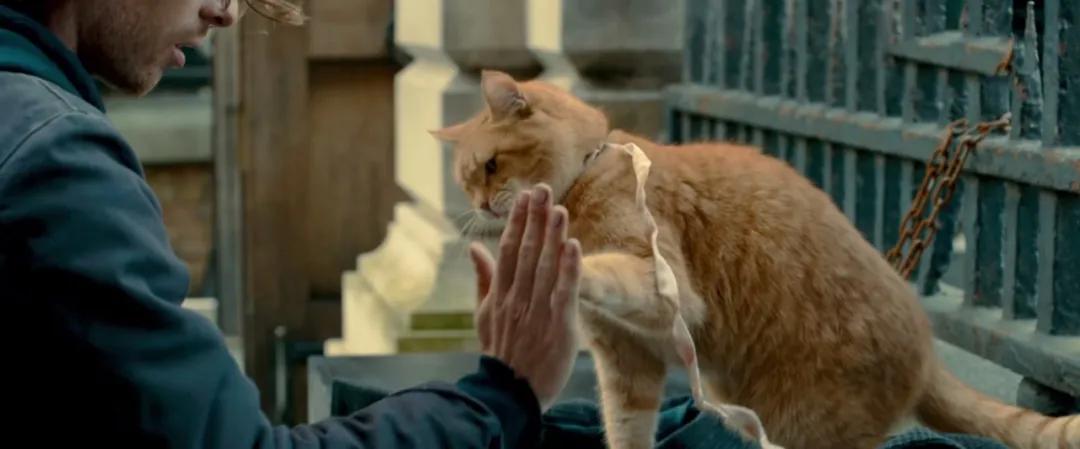 想领养狗狗却找不到地方,想领养一只猫咪又怕不会养